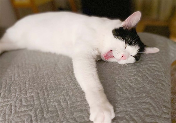 쿠키는 여느 고양이가 그렇듯, 일과 대부분을 자면서 보낸다. 
