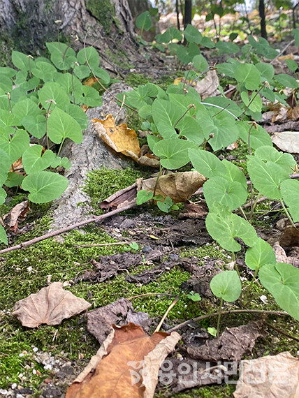 계수나무 아래 가을 제비꽃 종류