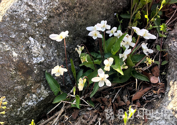 바위 틈에서 핀 흰제비꽃