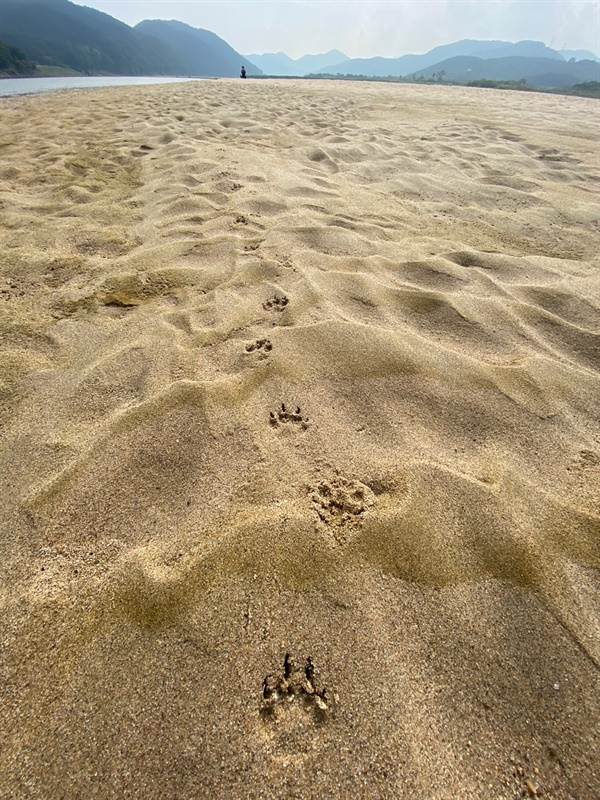 함안보 수문개방으로 드러난 모래톱. 기적과 부활의 현장이다. 수달 발자국이 보인다.