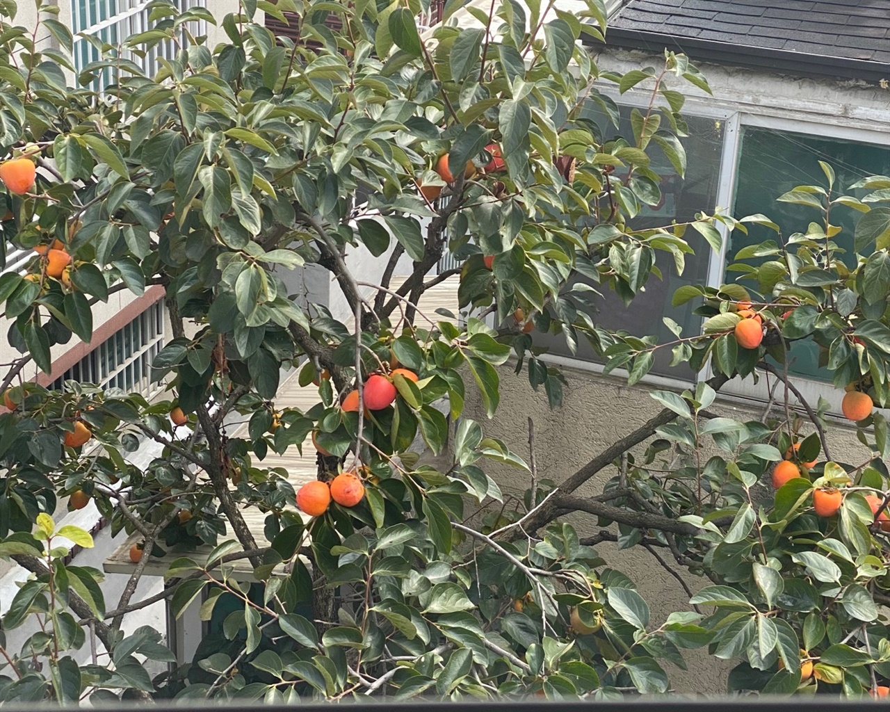 원룸 창 밖으로 보이는 감나무