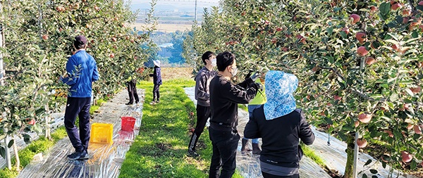 예산군청 농정유통과 직원들이 엔비과수원에서 사과수확 일손돕기를 하고 있다.