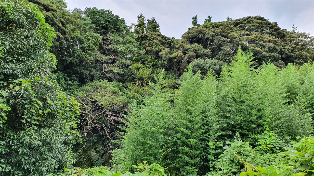 천연기념물 제377호인 상록수림 지대는 철저히 보호되고 있다.