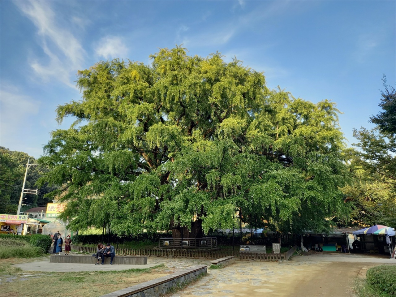 인천대공원 뒷편에 있는 은행나무. 수령이 800년 이상인 것으로 알려졌다. 정수리가 제법 노랗게 물들었다. 