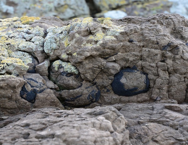 아두섬 화석산지에 있는 공룡알 화석의 모습.