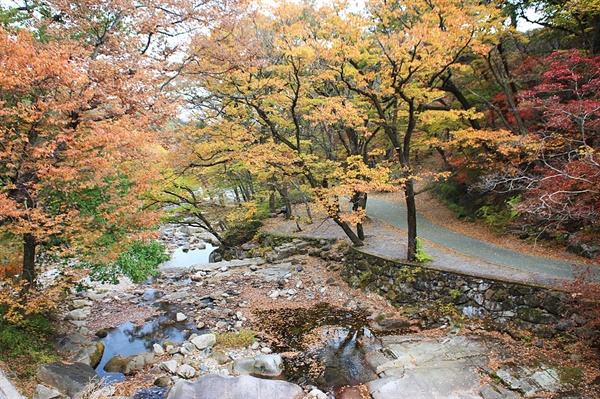 울산 석남사 반야교 아래 계곡 단풍모습