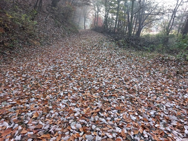 봄부터 가을까지 소임을 다한 나뭇잎들이 떨어져 대지를 덮고 있다. 