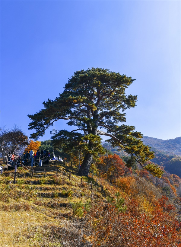 지리산 천년송(智異山 千年松)은 천연기념물 424호다. 그 작고 평온한 와온마을을 굽어보며 지켜주는 수호신이기도 하다.