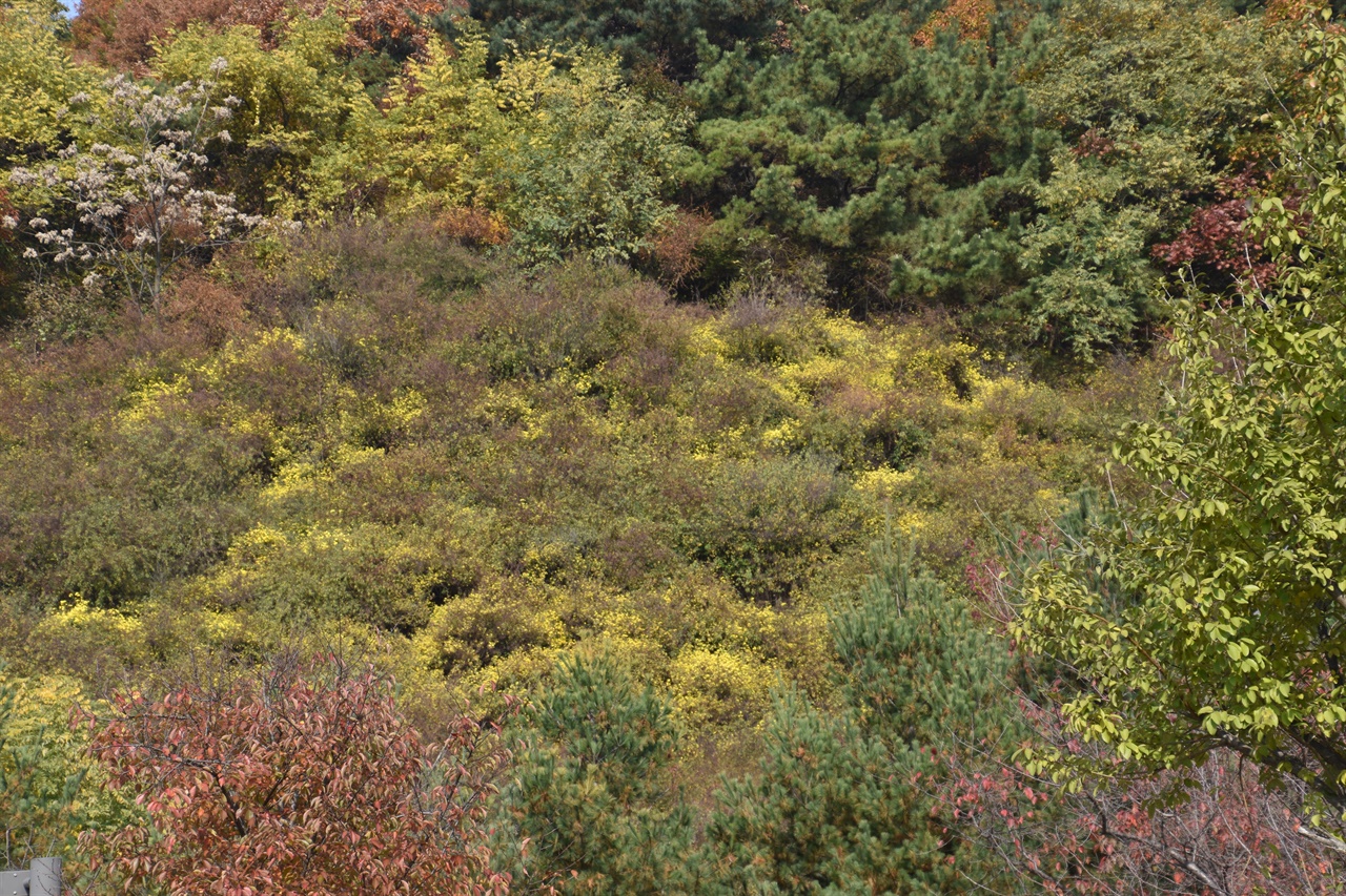 인천가족공원의 산허리에 들국화가 잔뜩 피었다. 빨간 단풍과 노란 꽃망울이 역설적으로 공존한다. 