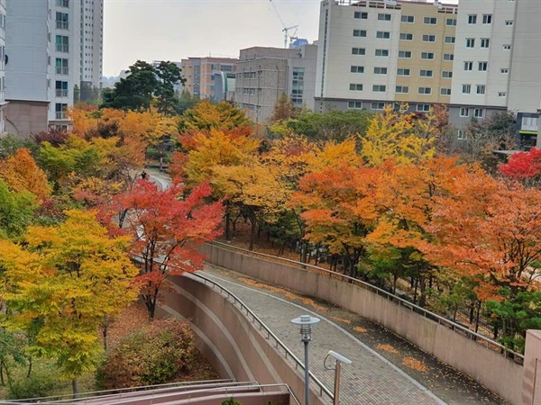전날 비가 내려서인지 단풍 색깔은 더욱 짙어 보였으며, 바닥에 떨어진 낙엽도 가을이 얼마 남지 않았음을 보여주고 있다.