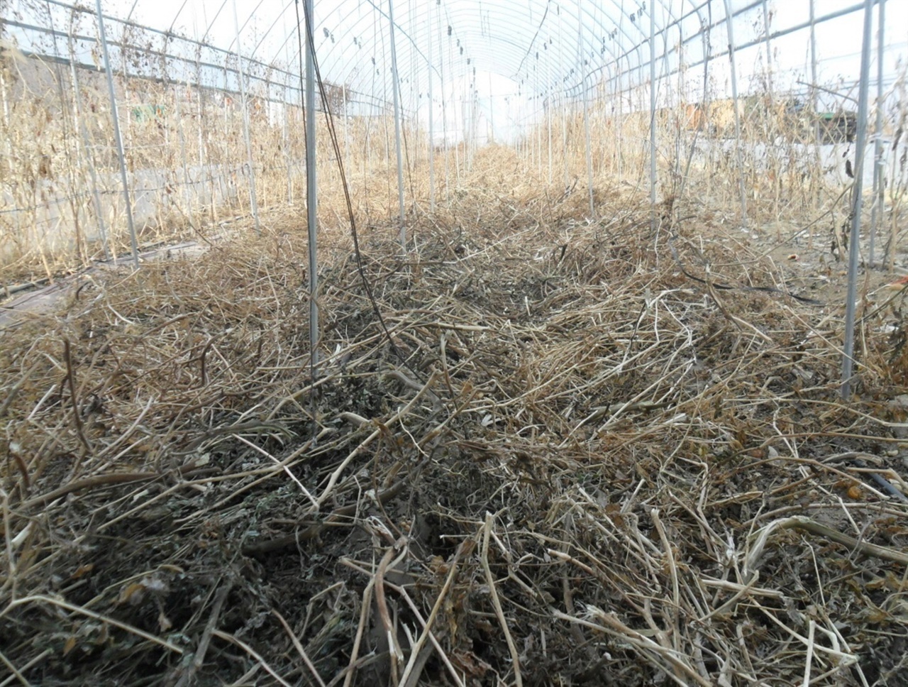 무경운으로 토마토를 재배한 밭은 잔사를 흙으로 돌려준다