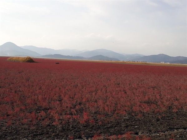 재작년(2019년 11월 14일)에 촬영한 칠면초로 뒤덮인 순천만 