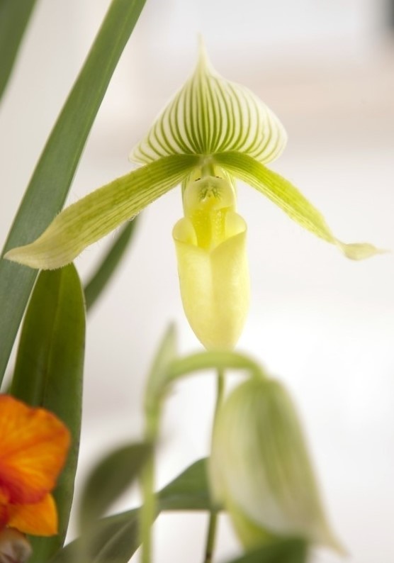서양란은 품종이 광범위하다. 독특한 색감과 모습을 지닌 희귀한 상품을 찾는 마니아층도 있다. 이 꽃은 파피오페딜룸이다. 