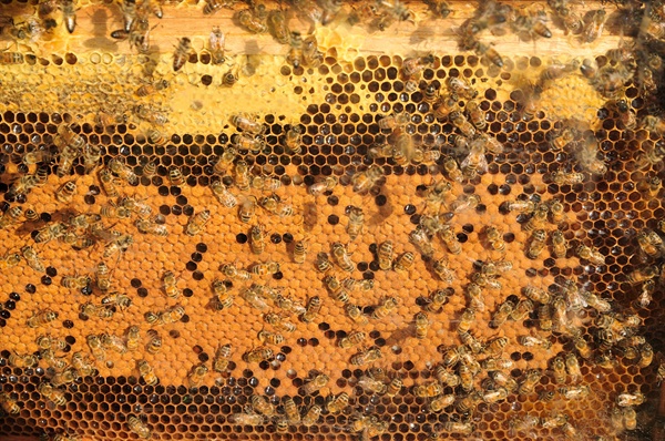 꿀벌은 크게 재래(토종)꿀벌과 서양(양봉)꿀벌로 나뉜다.