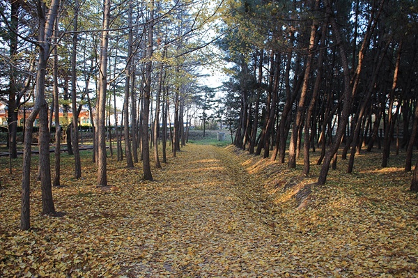 경상북도 지방정원 곳곳에 많은 나뭇잎들이 떨어져 수북이 쌓여 있는 모습