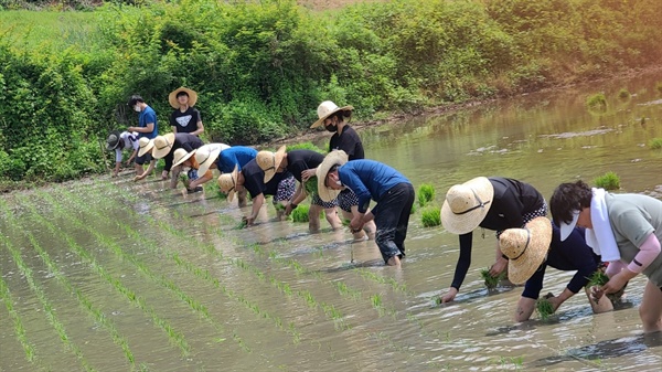 은여울고 학생들은 은성리마을 주민들로부터 무상으로 논을 대여받아 친환경 농법으로 벼농사를 지었다.(은여울고등학교 제공.)