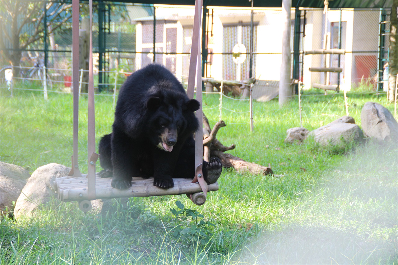 곰 보호시설에서 편안히 휴식을 취하고 있는 사육곰