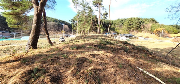 10일 강릉시 저동 인근 사유지 임야에 있는 수령 50-100년 수령으로 추정되는 소나무 50여 그루가 벌목됐다.