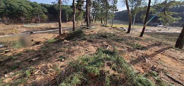 10일 강릉시 저동 인근 사유지 소나무들이 무단 벌목 된 것으로 확인된 가운데, 가장자리에 남겨진 소나무들 위치상 조경 작업을 한 것이라는 의혹을 받고있다.