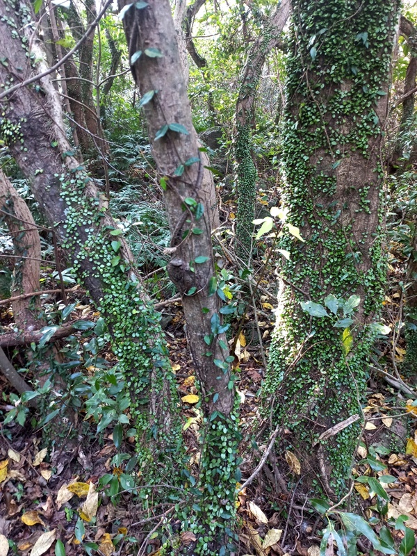 종가시나무 줄기에 다닥다닥 붙어있는 콩짜개덩굴이 숲의 푸르름을 더한다.