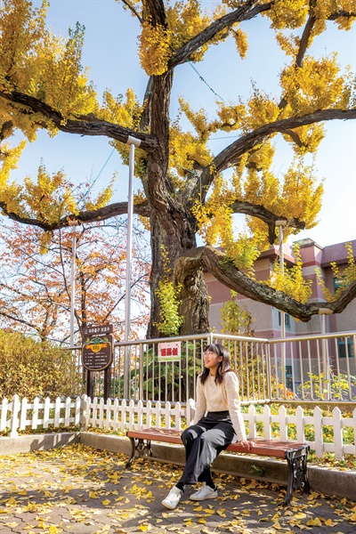 수려한 자태를 뽐내는 650년 된 은행나무. 인천 보호수 4-3-1호로 지정돼 있다.