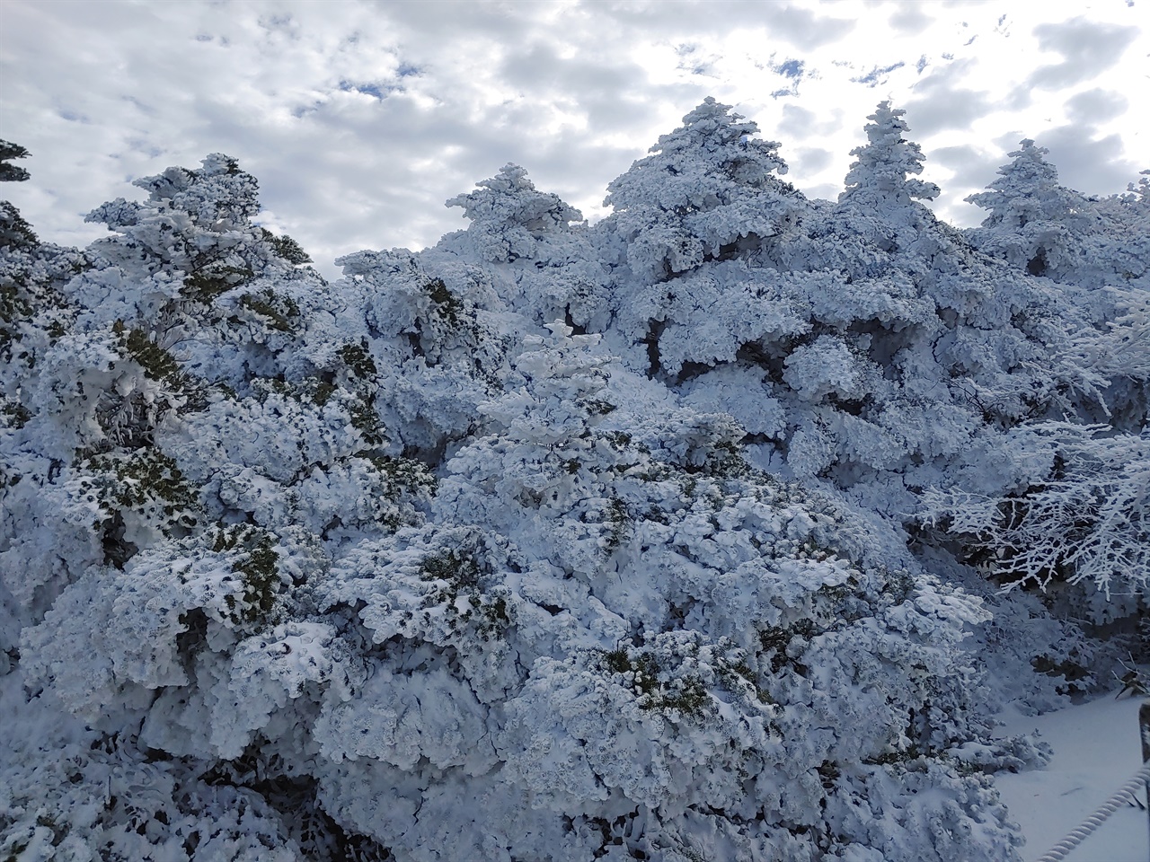 관음사코스 1700미터 이상 고원지대의 설경1 상고대와 눈꽃이 인상적이다
