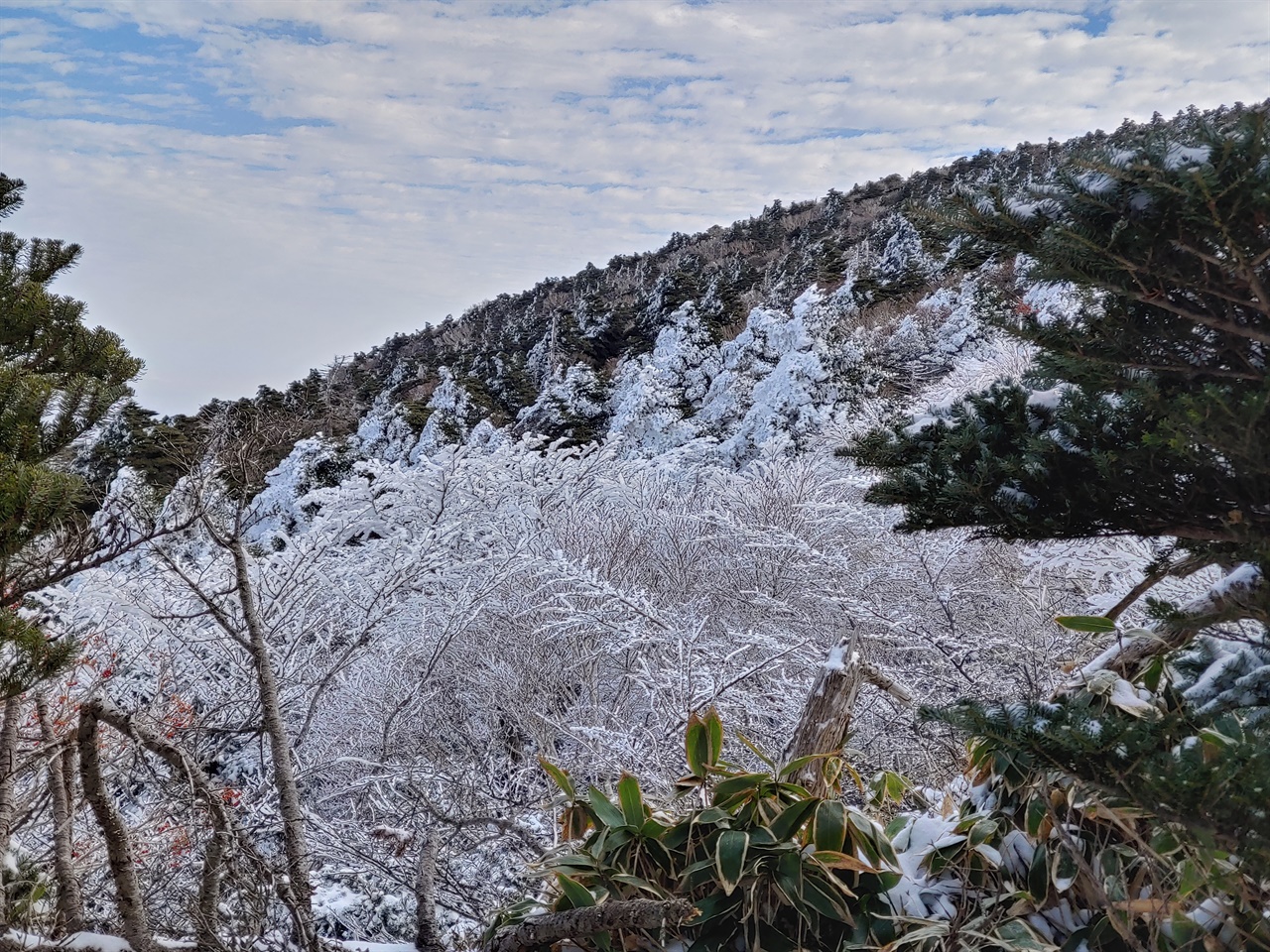 관음사코스 1700미터 이상 고원지대의 설경3 마치 벚꽃이 핀 것처럼 보인다