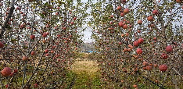삼대농장의 모습, 주렁주렁 달린 사과가 탐스럽다.