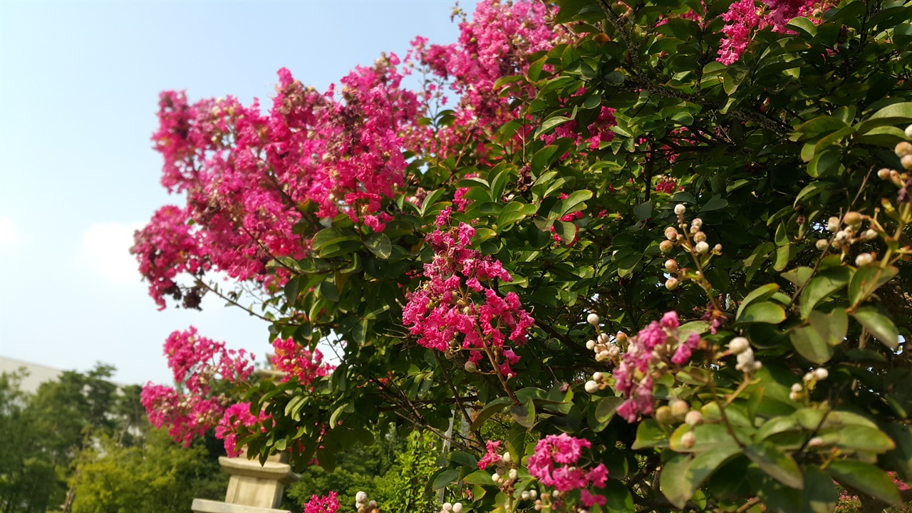 배롱나무의 꽃줄기는 왠지 하늘로 자꾸만 솟아오르듯 자란다. 작은 꽃이 피고지면서 한 송이 꽃을 이룬다. 