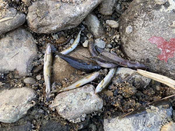 가스관 공사가 진행되고 있는 함양 임천강에서 죽은 물고기가 발견됐다.