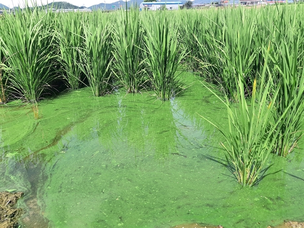 낙동강 녹조 물이 논으로 들어가 논에서 녹조가 증식하고 있는 모습이다. 녹조 독이 쌀에서도 검출될 가능성을 보여준다.