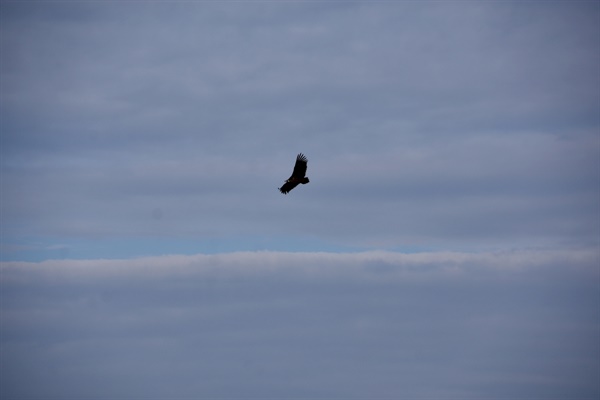 창공에선 독수리가 선회비행을 하면서 일행을 지켜보고 있다
