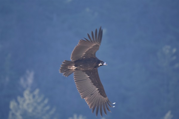 멸종위기종이자 천연기념물인 독수리가 낙동강 모래톱에서 날아올라 아름다운 비행을 선보이고 있다. 