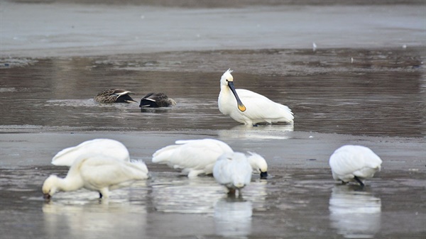 설날 연휴 첫날인 지난 29일 서산시 읍내동에 있는 호수공원에는 10여 마리의 노랑부리저어새가 한가로이 겨울을 나고 있다.