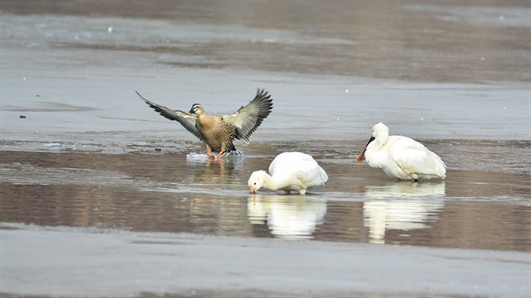 노랑부리저어새는 천연기념물 제 205-5호이자 멸종위기야생동물로 지정되어 보호받고 있다. 노랑부리저어새가 흰빰검둥오리와 함께 먹이활동에 나서고 있다. 