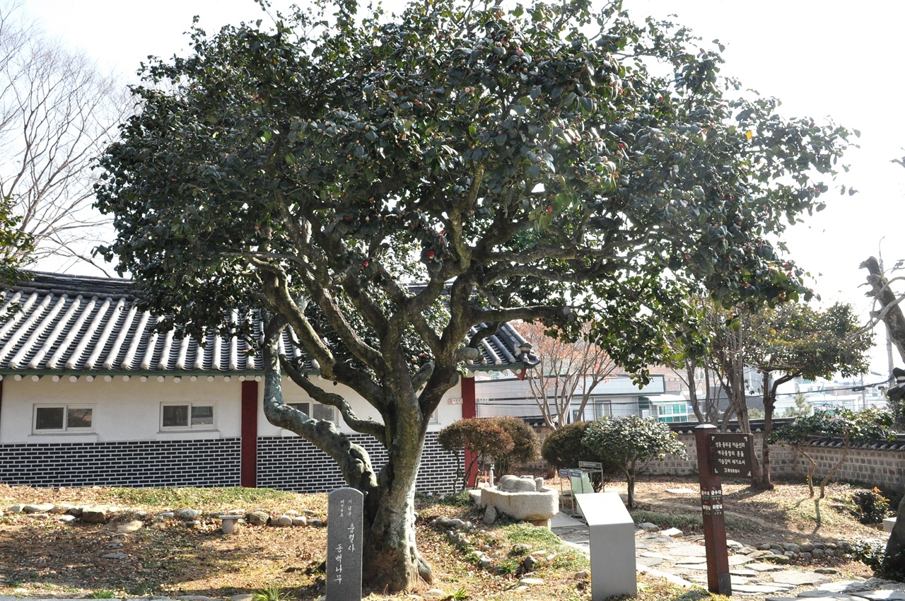기념물 제 74호로 지정되어 있는 충렬사 동백나무. 토종 홑동백꽃을 피우는 
나무다. 