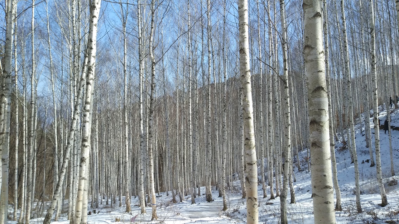 은백의 나무와 눈이 그린 화폭이 눈에 들어온다. 
