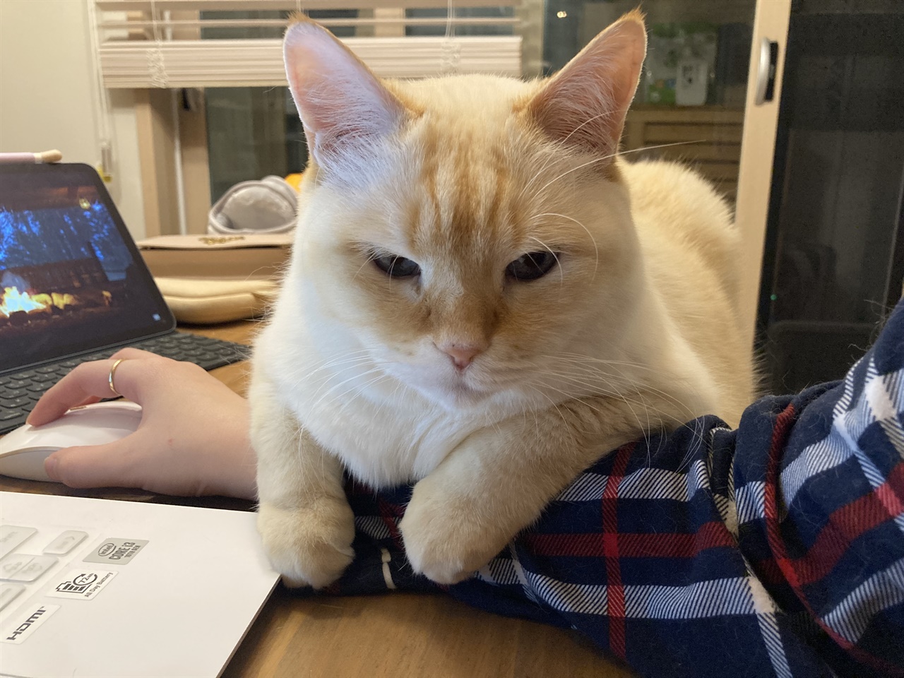 노트북을 하고 있으면 슬쩍 다가와 눕는 고양이 달이 