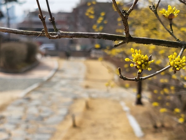 대전 우암사적공원에 산수유꽃이 활짝 펴 봄 소식을 알리고 있다. 