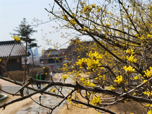 대전 우암사적공원에 산수유꽃이 활짝 펴 봄 소식을 알리고 있다. 
