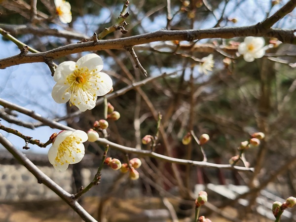  대전우암사적공원에 매화꽃이 활짝 폈다. 