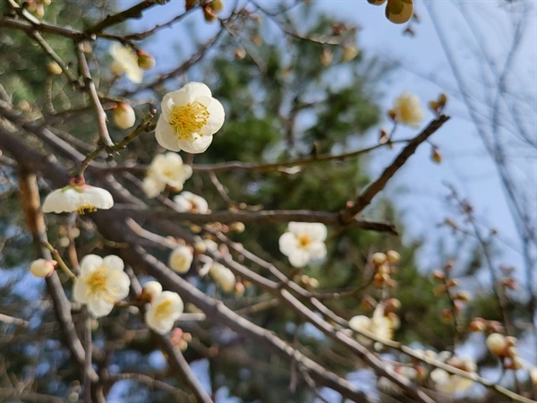  대전우암사적공원에 봄을 알리는 매화꽃이 활짝 폈다. 
