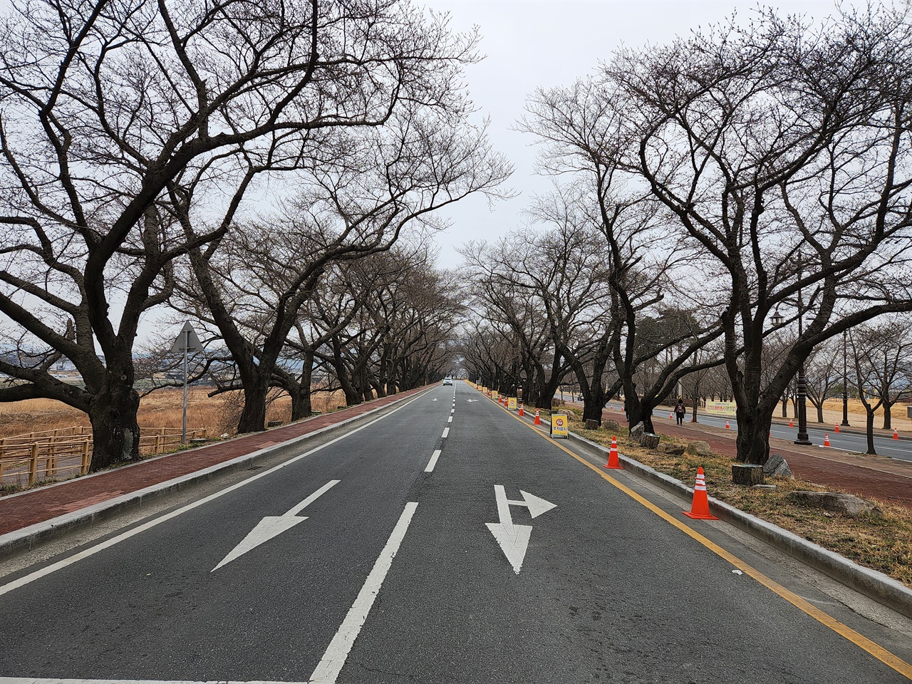 국토교통부가 ‘아름다운 한국의 길 100선’에 선정한 경주 흥무로 벚꽃길 모습