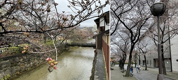          교토 시내 산조 현대미술 갤러리 소쿄(艸居) 둘레 벚꽃은 아직 시간이 일러 피지 않았습니다.