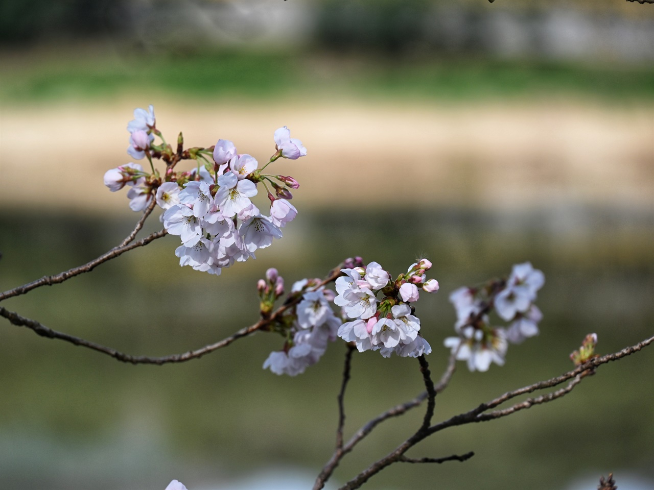 섬진강 변에 핀 벚꽃