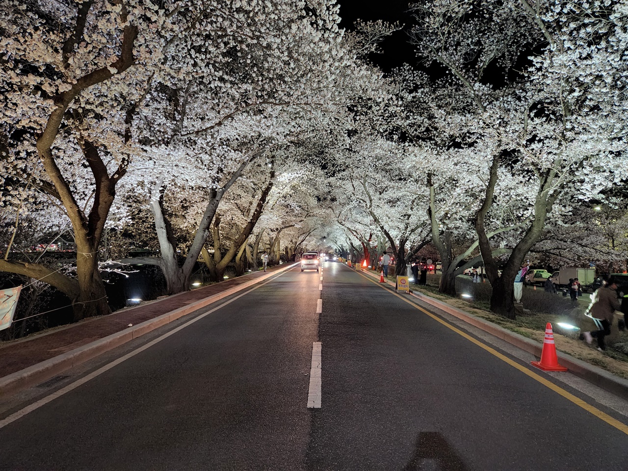 전국에서 가장 아름다운 벚꽃길로 유명한 경주 흥무로 벚꽃터널 모습