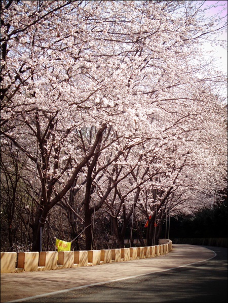    창원 청량산 벚꽃 길에서.