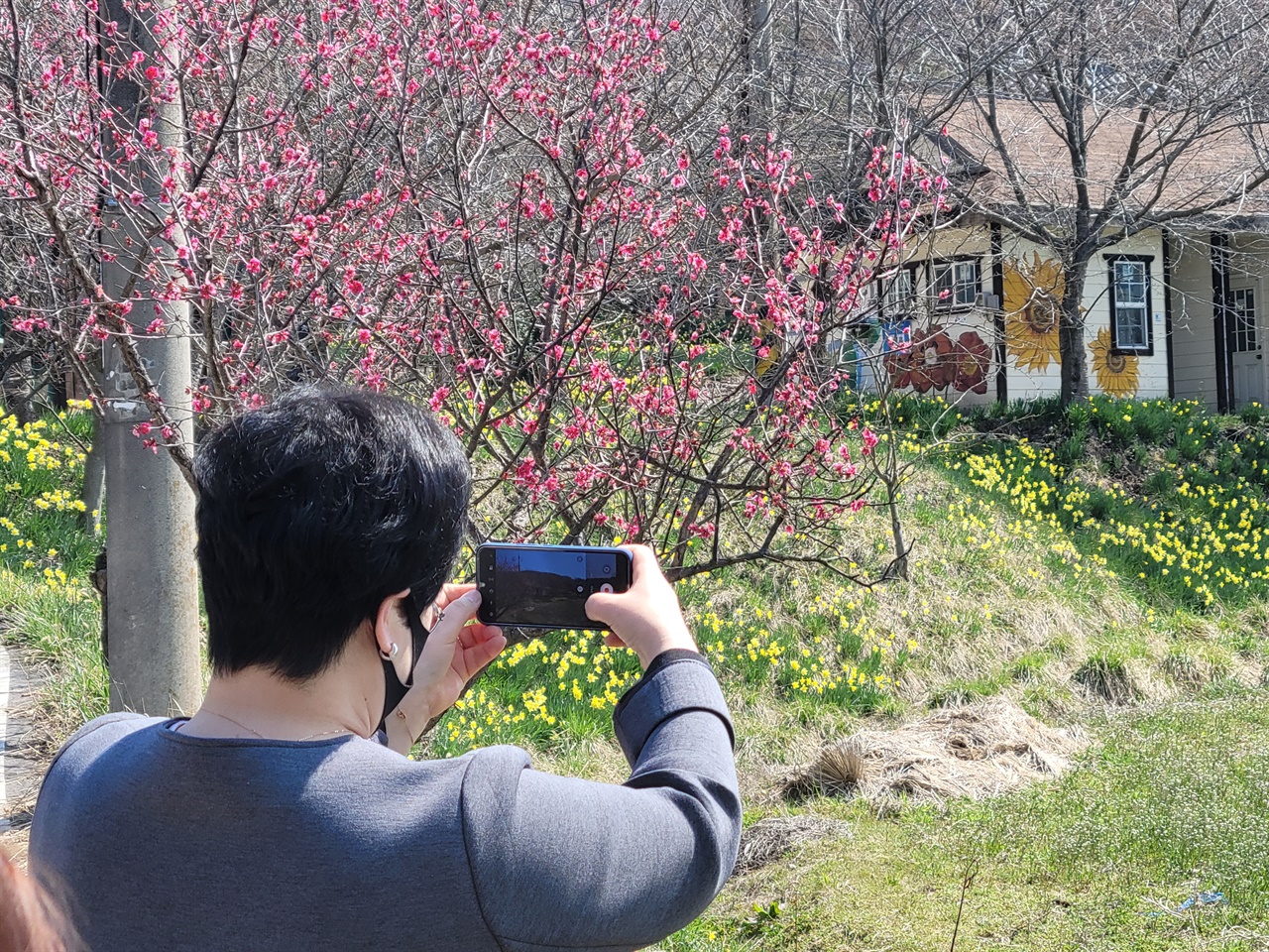 홍성 구항 거북이마을을 찾은 시민이 봄꽃을 카메라에 담고 있다.
