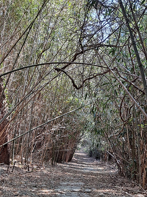 지인이 사는 덕곡마을 뒤 수죽산에는 수천그루 대나무 터널이 있다. 