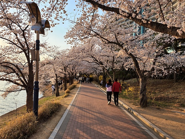 주변 경관이 아름다워 걷고 또 걷고 싶은 '라한셀렉트 경주' 호반 벚꽃길 모습